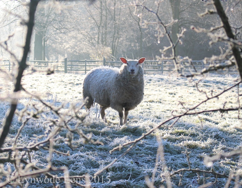 Frosty Sheep