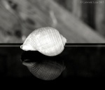 Reflections of a Shell