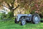 Old Grey Fergie resting under the copper beech tree