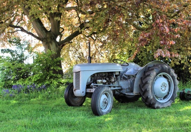 Old Grey Fergie resting under the copper beech tree