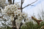 Spring Blossom, Hackthorn, Lincolnshire